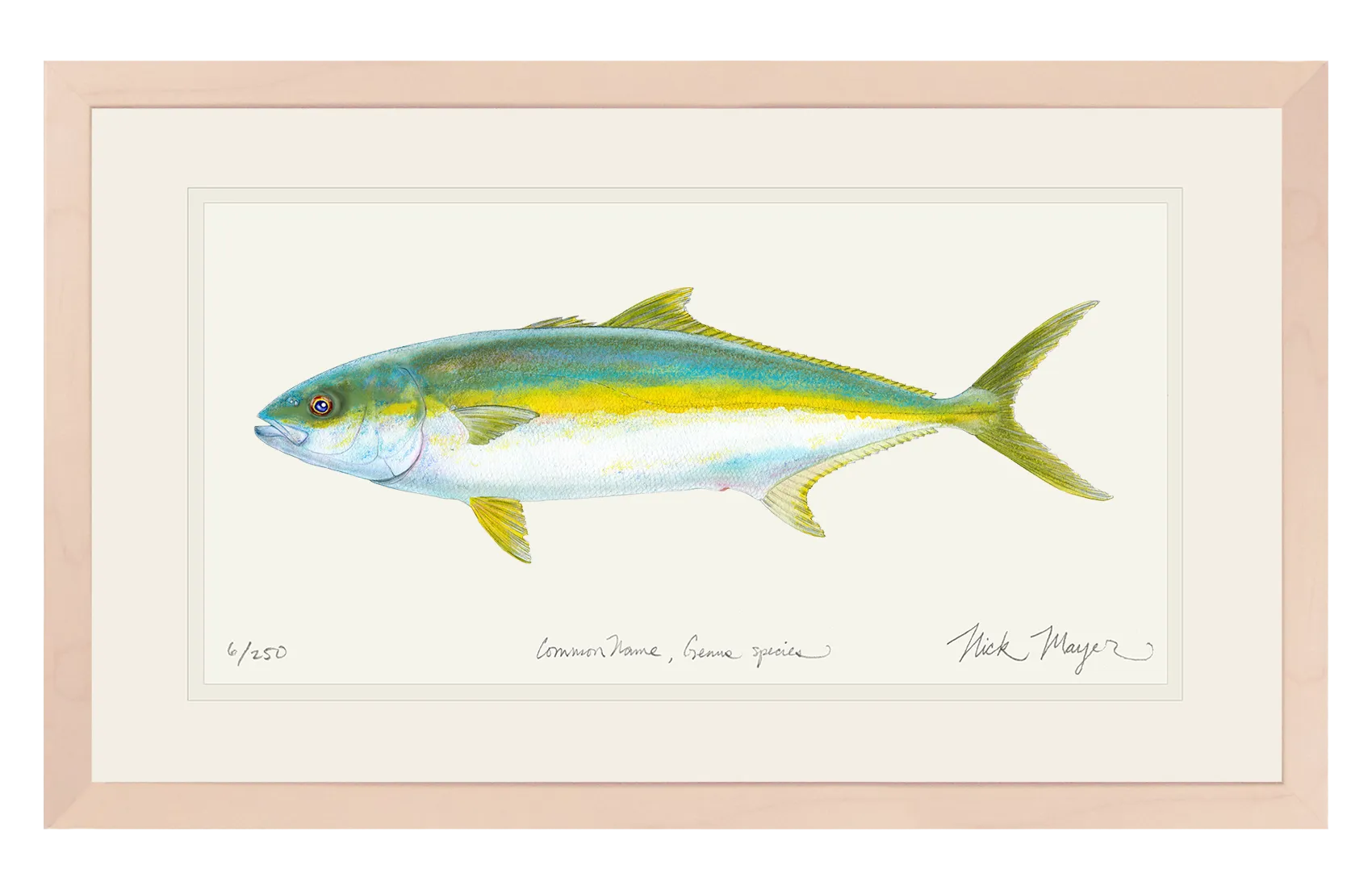 California Yellowtail I Print