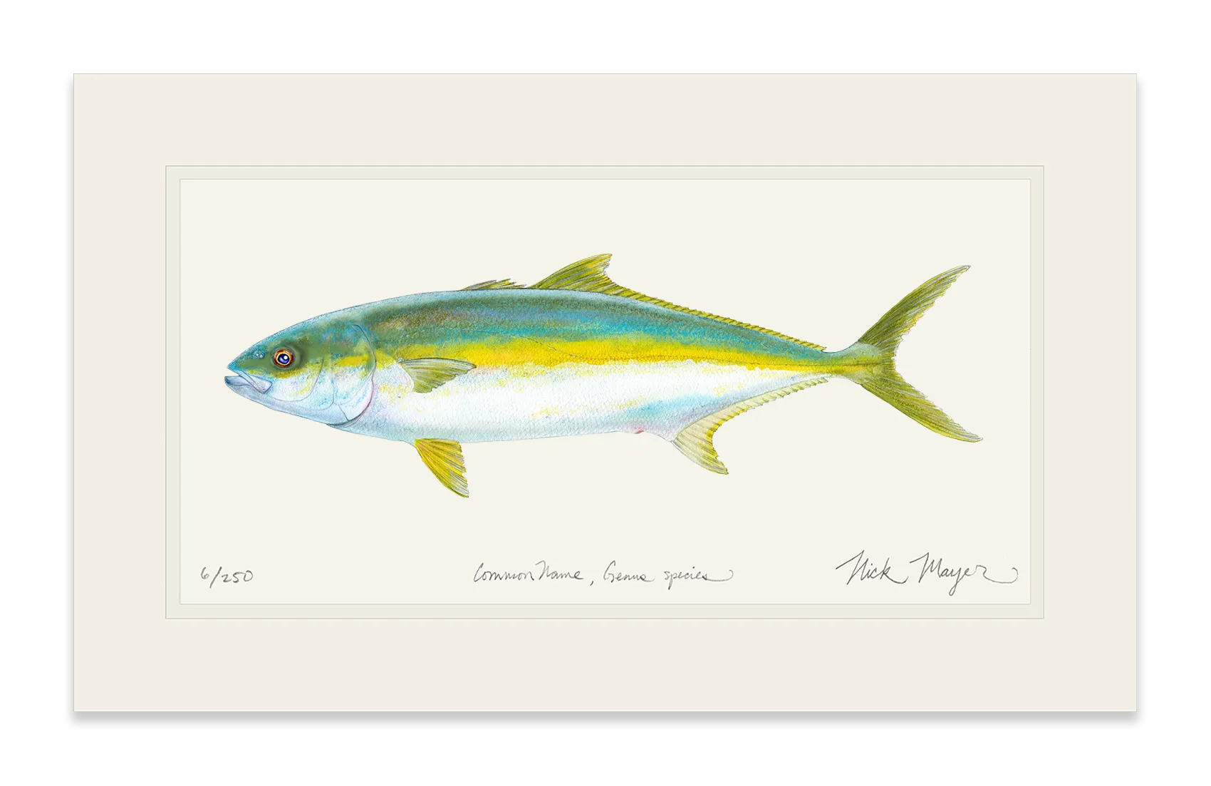 California Yellowtail I Print