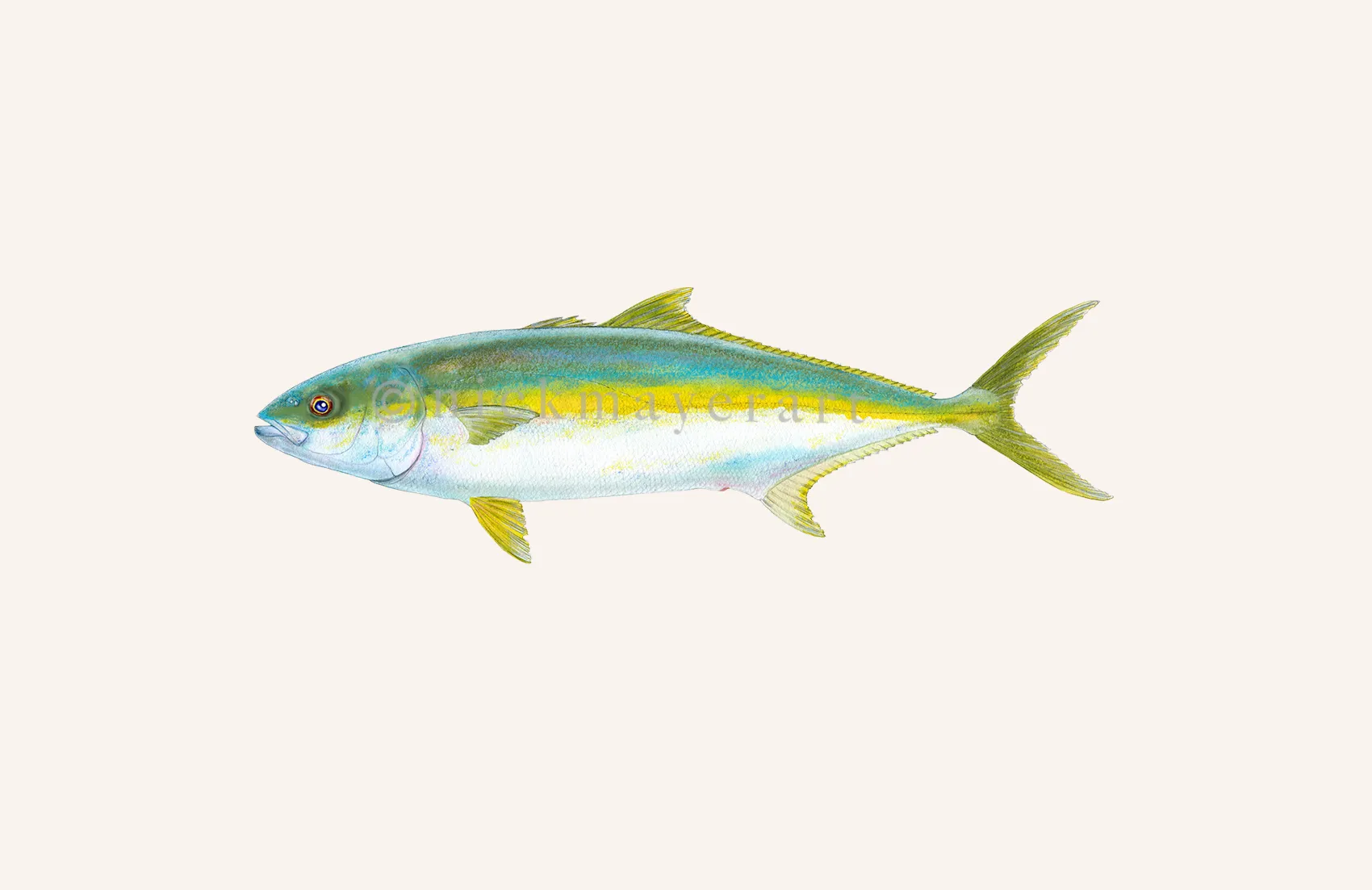 California Yellowtail I Print