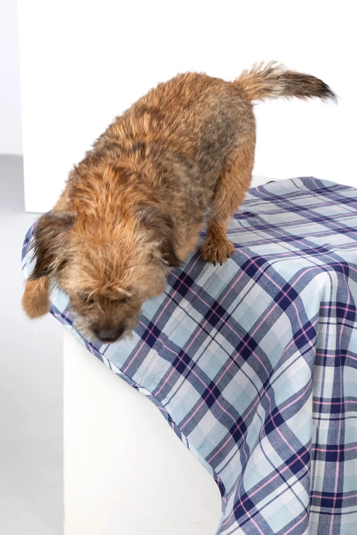 Fleece Dog Blanket - Yapham